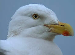 European Herring Gull