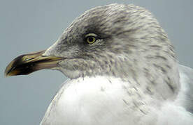 European Herring Gull