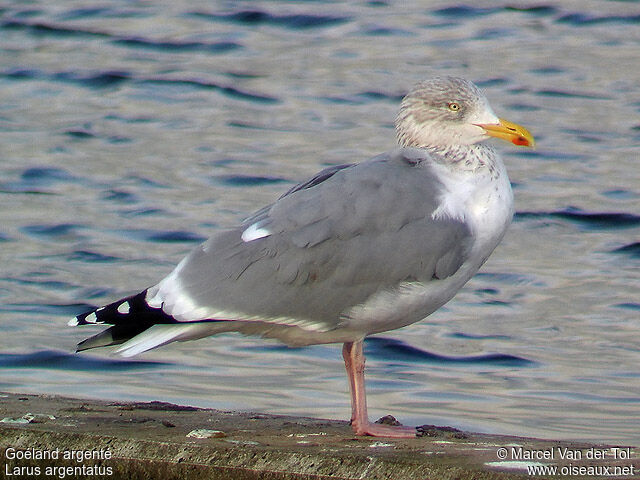 European Herring Gulladult post breeding