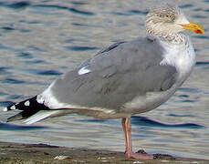 European Herring Gull