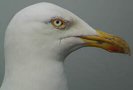 European Herring Gull