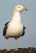 Lesser Black-backed Gull