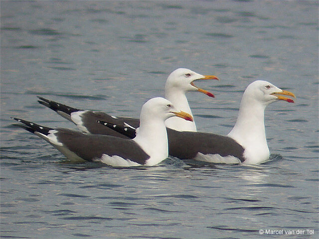 Lesser Black-backed Gull