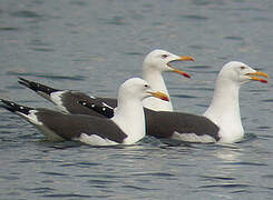 Lesser Black-backed Gull