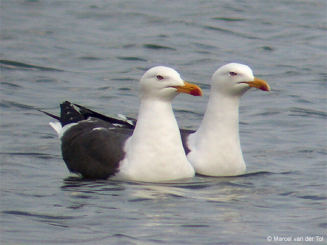 Lesser Black-backed Gull