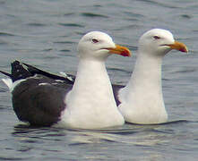 Lesser Black-backed Gull