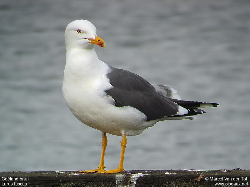 Lesser Black-backed Gulladult