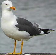 Lesser Black-backed Gull