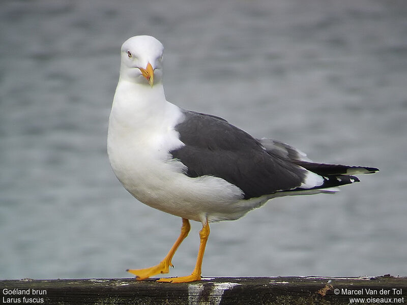 Lesser Black-backed Gulladult
