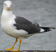 Lesser Black-backed Gull