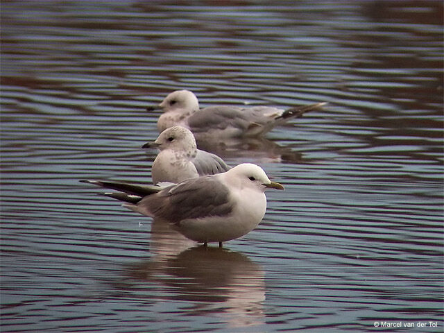 Common Gull