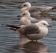 Mew Gull