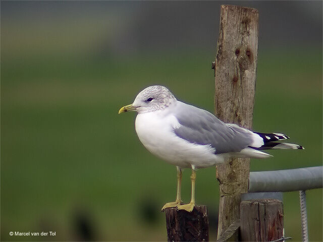 Mew Gull