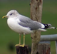 Common Gull