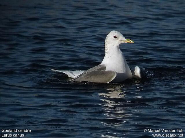 Mew Gull