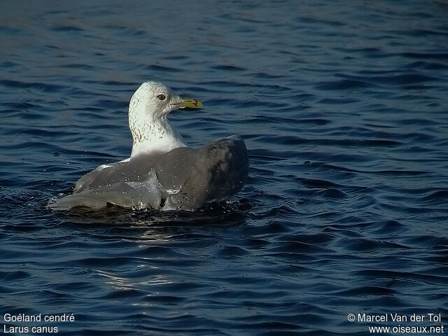 Mew Gull