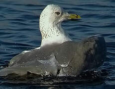 Common Gull