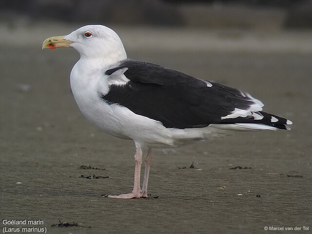 Great Black-backed Gull