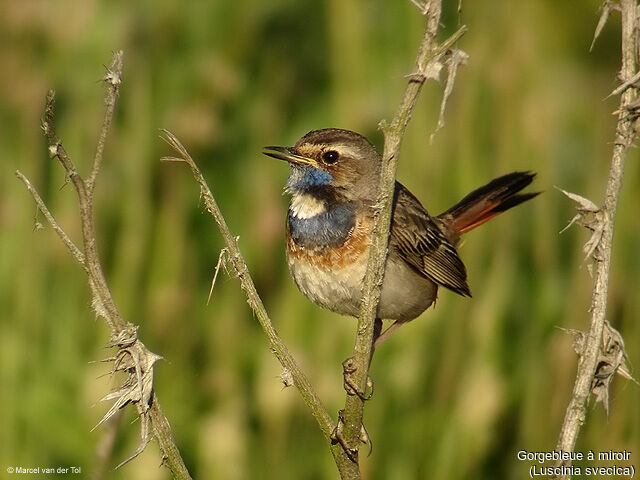 Bluethroat