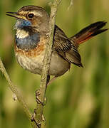 Bluethroat