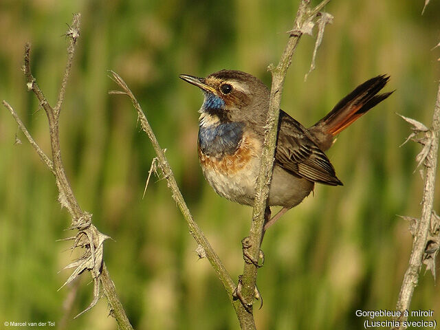 Bluethroat