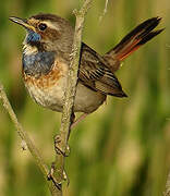 Bluethroat