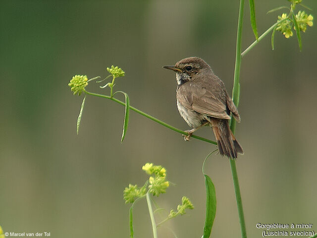 Bluethroat