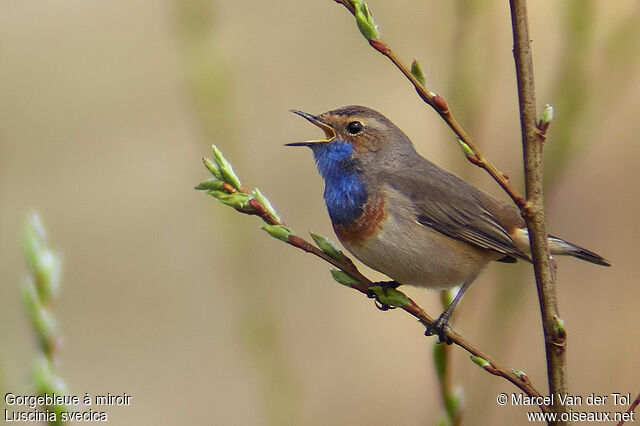 Bluethroat male adult