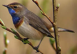 Bluethroat