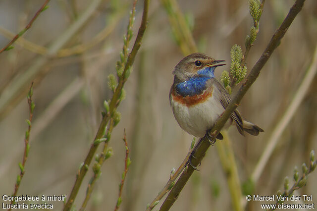 Bluethroat male adult