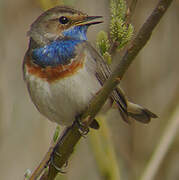 Bluethroat