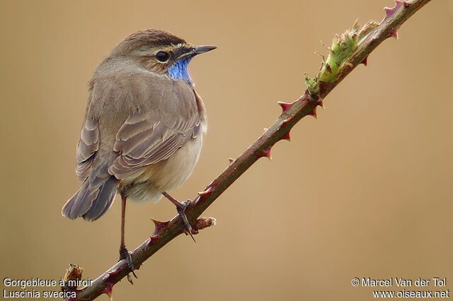 Bluethroat male adult