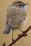 Bluethroat