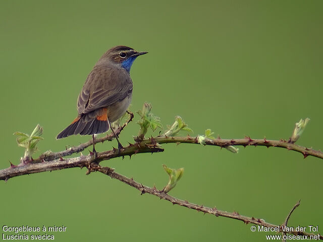 Bluethroat male adult