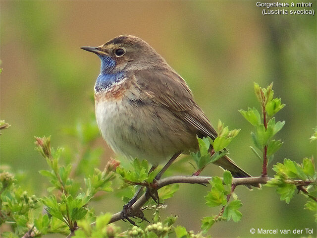 Bluethroat