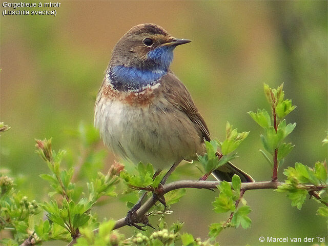 Bluethroat