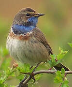 Bluethroat