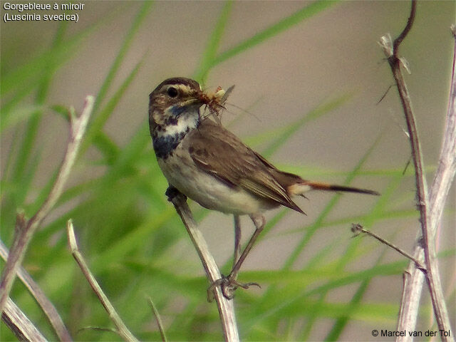 Bluethroat