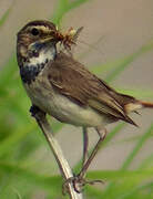 Bluethroat