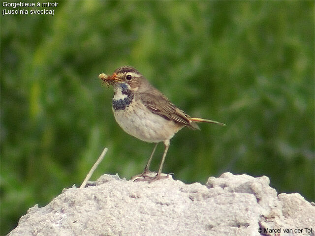 Bluethroat