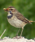 Bluethroat