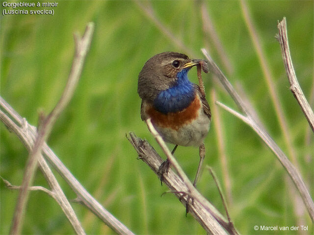 Bluethroat