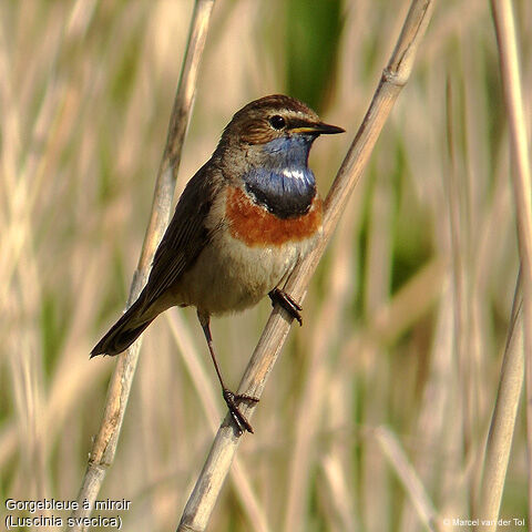 Bluethroat