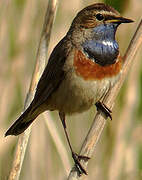 Bluethroat