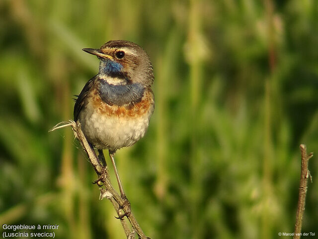 Bluethroat