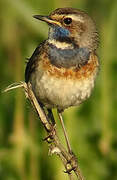 Bluethroat