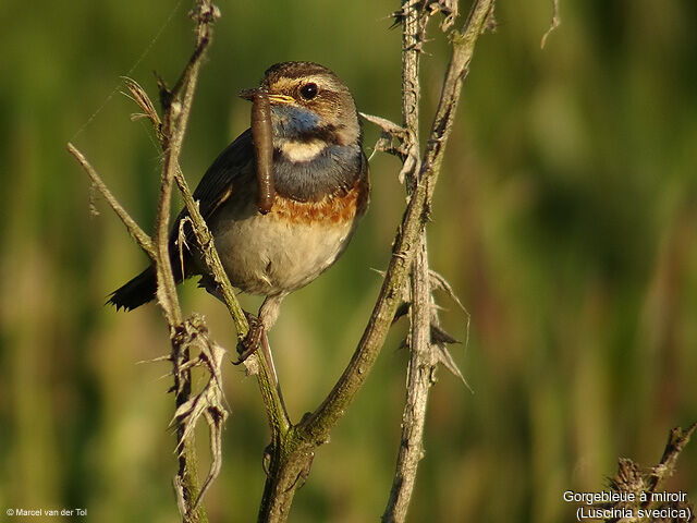 Bluethroat