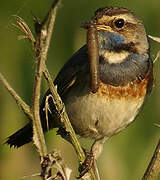 Bluethroat