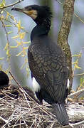 Great Cormorant