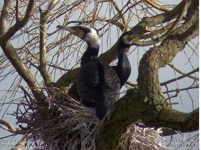 Great Cormorant